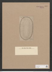 Surirella deflexa A. Schm. (de-Toni-Nr.: Genus 53, Species 2394) Zeichnungen Sammlung Grunow Nr. 4801 (NHMW-BOT-W0372950)